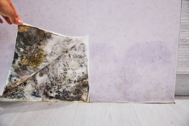 Best Industrial Mold Remediation in Palmer Ranch, FL